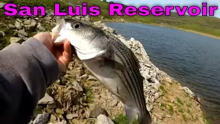 Striped Bass Fishing at San Luis Reservoir 2024 (Striper Fishing Tips)