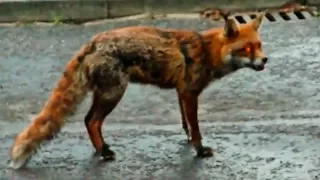 Dog Saves Cat From Monster Fox