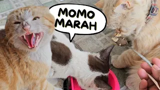 Mereka 🐱 Bertengkar 😱. funny video cat cats animal trending kucing viral pet dog anjing pets hewan