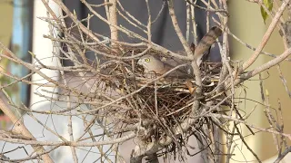 Shikra (Female) in nest...