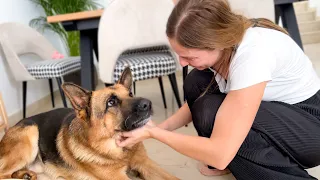How a German Shepherd Reacts to love from its Human Mom [Cutest Video Ever]