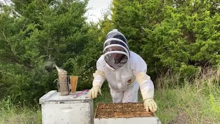 Bees