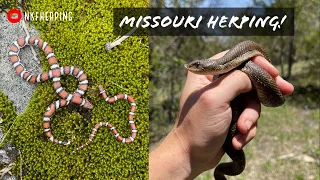 Hognose Snake, Glass Lizard, Milksnakes, and TONS of Speckled Kings! Insane Missouri Herping!