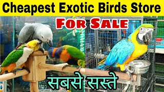 Exotic Birds At Wholesale Price In Mumbai | Imported Birds In Cheap Price | Macaw, Cockatoos, Parrot