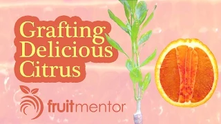 Grafting Citrus