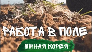 Работа в Южной Корее | ПОЛЕ | Лук