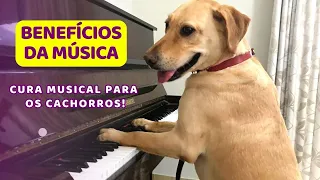 Benefícios da música na saúde e bem-estar dos cachorros  - Dica de Saúde Pet