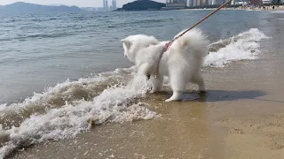 My dog is addicted to salt water in the ocean