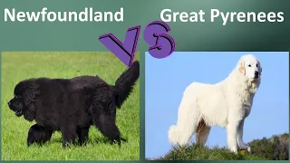 Newfoundland VS Great Pyrenees - Breed Comparison - Great Pyrenees and Newfoundland Differences