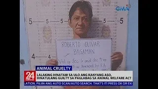 Lalaking hinataw sa ulo ang kanyang aso, hinatulang guilty sa paglabag sa Animal Welfare Act