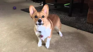 Turbo the Corgi Running Man Challenge