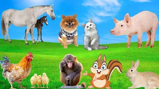 Cute Little Animals - Puppy, Kitten, Chicken, Bunny, Horse - Animal School