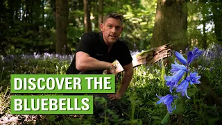 Discover The Bluebells