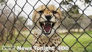 Cheetah Matchmaking & Medicare For All: VICE News Tonight Full Episode (HBO)