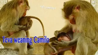 Super Crying Very Loudly Premature baby Camilo Got Warning To Wean by Mama Teva