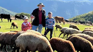 Nomads! Taking Cows and Sheep to Grazing in the Meadows by Father and the Children