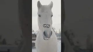 White Horse: Rare and Magical  🤯  #horse #love #shorts