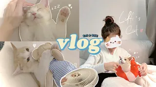 vlog | meet my first kitty 🐈 Kitten's first day home 🏠 我终于有猫啦^^成为新手铲屎官| loffi snow