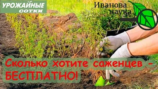 Размножение ЛЮБЫХ кустарников и даже РОЗ без черенков, питомника и стимуляции. Очень простой метод!