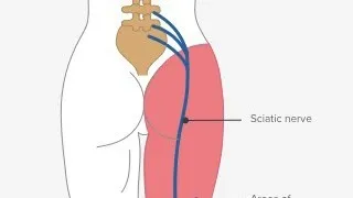 LONGEST NERVE IN OUR BODY #short #shorts #youtubeshorts #education