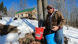 Tapping Maple trees to make Syrup  #offgrid #maplesyrup #offgridlife #offgridliving