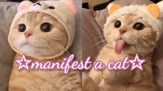 ❝manifest a cat❞ ✧ (powerful) ༄ subliminal