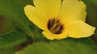 Bhakta Vatsala Tero Naam - #Saibhajansinflute