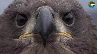 Орлан. Самая большая птица плато Путорана / White-Tailed Eagle. The Biggest Bird on Putorana Plateau