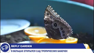 В Бельцах открылся сад тропических бабочек "BEFLY Garden"