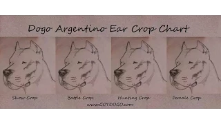 MARKING THE EARS FOR A CORRECT DOGO ARGENTINO CROP