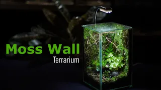 Moss Wall Terrarium | Make a Moss Wall Terrarium