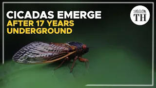 Billions of Brood X cicadas emerge in U.S. after 17 years underground