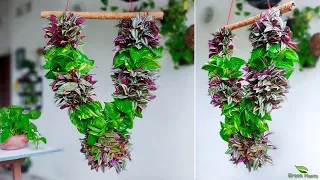 How to Make Indian Wedding Garland or Wreath Using Inch Plants & Money Plants | Wreath//GREEN PLANTS