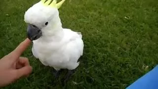 Playing with Cockatoo in Sydney