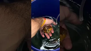 LIVE GOLDFISH UNBOXING