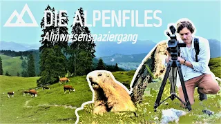 Die ALPEN FILES - Folge 1: Gemütlicher Almwiesenspaziergang