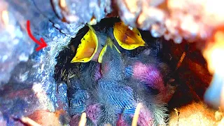 RESCUE OF LITTLE CHICKS FOUND IN A CUT TREE