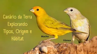 O Canário da Terra-Tudo sobre este Lindo Pássaro Brasileiro