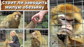 Стоит ли заводить милую обезьяну? Искалечит или повезет?