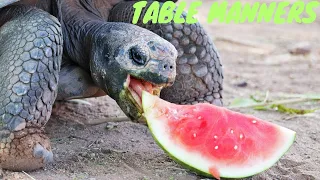 Table Manners: Galapagos Tortoise