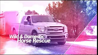 The Kill Buyer Is Defeated! Horse Rescue Warriors Season One Episode 3