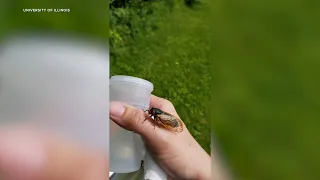 What to expect as Illinois cicadas emerge