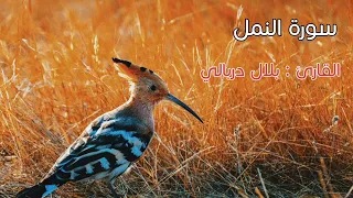 بلال دربالي | سورة النمل