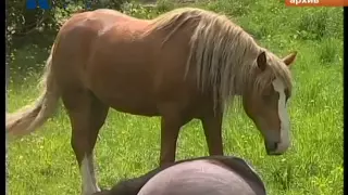 лошадь убила девочку