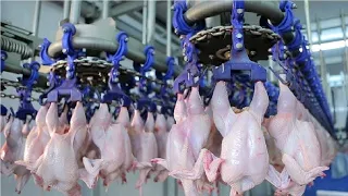 Modern Ultra Chicken Meat Processing Factory - Amazing Food Processing Spark Technology Machines