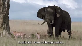 Elephant comes to rescue single Cheetah mom from other Cheetah bullies | African Cats