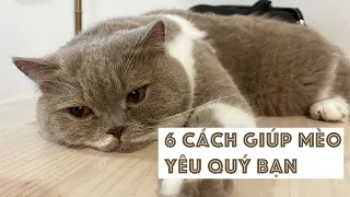 Cách Giúp Mèo Yêu Quý Bạn