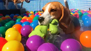 Funny Beagles Having a Ball Pit Surprise Pool Party