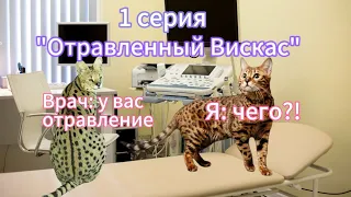 Мия 🐈 1 серия "Отравленный Вискас" 🐈 1 сезон