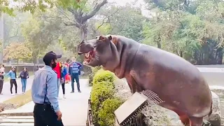 Security Trying to Stop Hippo From Escaping! 😱